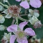 Rubus elegantispinosus