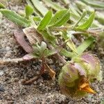 Calendula tripterocarpa Hábito