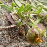 Calendula tripterocarpa عادت