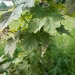 Acer glabrum Leaf