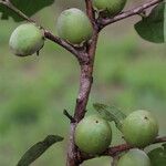 Diospyros kirkii Frukto