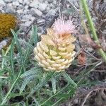 Rhaponticum coniferum Flower