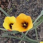 Tulipa linifolia 花