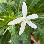 Hippobroma longiflora Flor