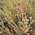 Nidorella aegyptiaca Flower