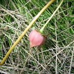 Trillium cernuum Fruit