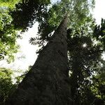 Celtis mildbraedii Rinde