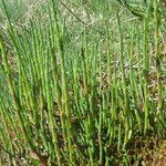 Salicornia perennis Іншае