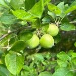 Malus domesticaFrucht