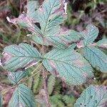 Rubus camptostachys 葉