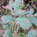 Rubus camptostachys Folha