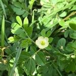 Kallstroemia pubescens Blomma