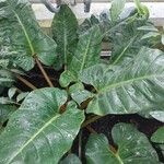 Philodendron melinonii Liść