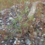 Epilobium brachycarpum Лист