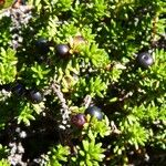 Empetrum nigrum Fruto