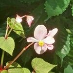 Begonia formosana Цветок