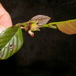 Ticodendron incognitum Flor