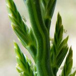 Catapodium marinum Fruit