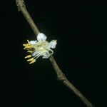 Mouriri grandiflora Flower