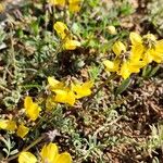 Hippocrepis scorpioides Diğer