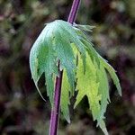 Leonurus cardiaca Leaf