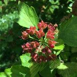 Physocarpus opulifolius 花