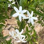 Jasminum azoricum Flower