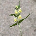 Melampyrum pratenseFleur