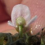 Utricularia raynalii Flower