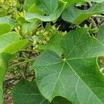 Jatropha curcas Flower