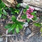 Chimaphila umbellata Květ