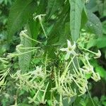 Cestrum fragile Hoja