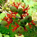 Jatropha podagrica फल