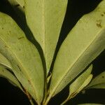 Myrsine pellucidopunctata Leaf