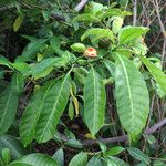 Tabernaemontana citrifolia Leaf
