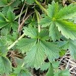 Potentilla norvegica Φύλλο