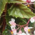 Begonia incarnata 葉