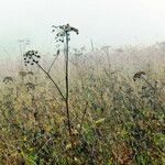 Heracleum sosnowskyi फल