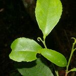 Cleyera theaeoides Leaf