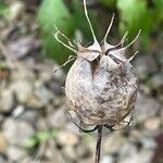 Nigella damascenaFrucht