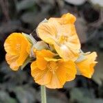 Abutilon umbelliflorum 花