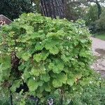 Pelargonium odoratissimum Other