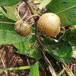 Parinari capensis Fruit