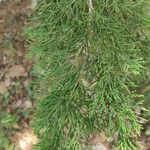 Juniperus bermudiana পাতা