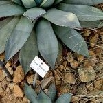 Agave flexispina Other