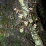 Amborella trichopoda Habit