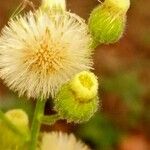 Erigeron bonariensis Hedelmä