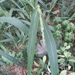 Setaria palmifolia عادت داشتن