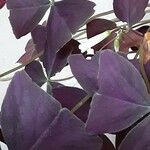 Oxalis triangularis برگ