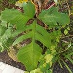 Philodendron pedatum Folha